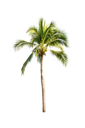 Palm tree or Coconut tree ,a green leaf isolation for summer background ,relax and vacation holiday summer conceptの写真素材