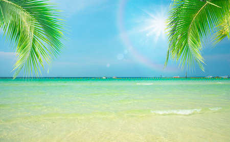 Coconut tree leaf on the tropical beach with space for text , summer,holiday, vacation weekend or relax ,summer mid year sale conceptの写真素材