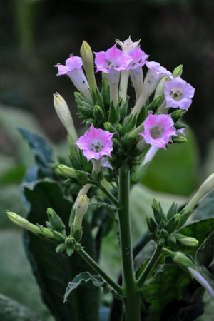 Tobacco,the beauty of tobacco flowers,flowering tobacco,flowering tobacco plants.の写真素材