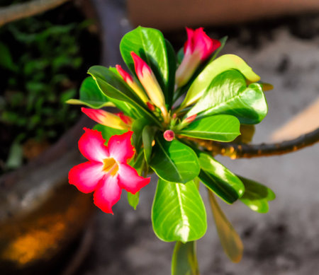 Adenium obesum flower, A genus of flowering plants in the dogbane family, Apocynaceae, Desert roseの写真素材