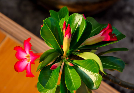 Adenium obesum flower, A genus of flowering plants in the dogbane family, Apocynaceae, Desert roseの写真素材