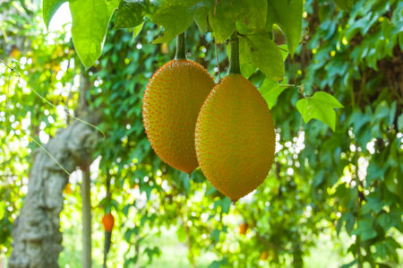 Gac fruit as as Baby Jackfruit, Spiny Bitter Gourd, Sweet Gourd, or Cochinchin Gourd. It has been traditionally used as both food and medicine, have found it to be amongst the most nutrient-dense fruits known making it prized for its ability to promote loの写真素材