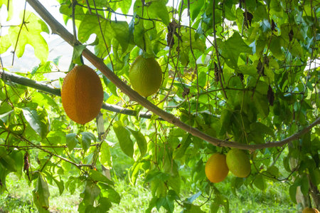 Gac fruit as as Baby Jackfruit, Spiny Bitter Gourd, Sweet Gourd, or Cochinchin Gourd. It has been traditionally used as both food and medicine, have found it to be amongst the most nutrient-dense fruits known making it prized for its ability to promote loの写真素材