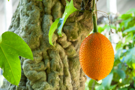 Gac fruit as as Baby Jackfruit, Spiny Bitter Gourd, Sweet Gourd, or Cochinchin Gourd. It has been traditionally used as both food and medicine, have found it to be amongst the most nutrient-dense fruits known making it prized for its ability to promote loの写真素材