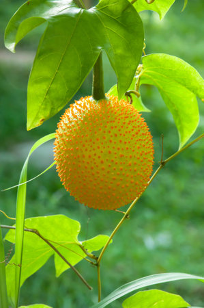 Gac fruit as as Baby Jackfruit, Spiny Bitter Gourd, Sweet Gourd, or Cochinchin Gourd. It has been traditionally used as both food and medicine, have found it to be amongst the most nutrient-dense fruits known making it prized for its ability to promote loの写真素材