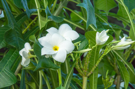 Beautiful white flowers and fresh name Plumeria Pudica, Endurance is excellent all year, flower breeding is so easy. The area is very beautiful flowers.の写真素材