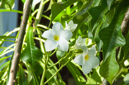 Beautiful white flowers and fresh name Plumeria Pudica, Endurance is excellent all year, flower breeding is so easy. The area is very beautiful flowers.の写真素材
