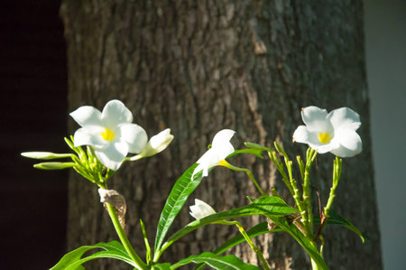 Beautiful white flowers and fresh name Plumeria Pudica, Endurance is excellent all year, flower breeding is so easy. The area is very beautiful flowers.の写真素材