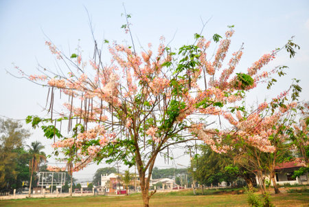 Bakeriana, Pink shower blossom, Cassia javanica, Wishing tree, cassia bakeriana craib or flowering pink sakura of Thailand.の写真素材
