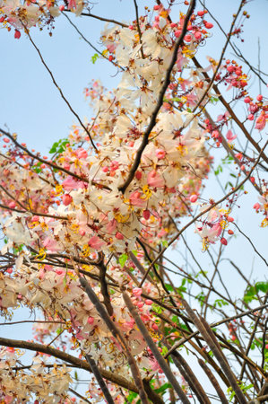 Bakeriana, Pink shower blossom, Cassia javanica, Wishing tree, cassia bakeriana craib or flowering pink sakura of Thailand.の写真素材