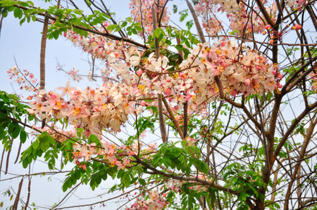 Bakeriana, Pink shower blossom, Cassia javanica, Wishing tree, cassia bakeriana craib or flowering pink sakura of Thailand.の写真素材