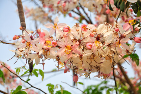 Bakeriana, Pink shower blossom, Cassia javanica, Wishing tree, cassia bakeriana craib or flowering pink sakura of Thailand.の写真素材