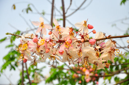 Bakeriana, Pink shower blossom, Cassia javanica, Wishing tree, cassia bakeriana craib or flowering pink sakura of Thailand.の写真素材