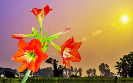 The beautiful of Amaryllis on natural background.の写真素材
