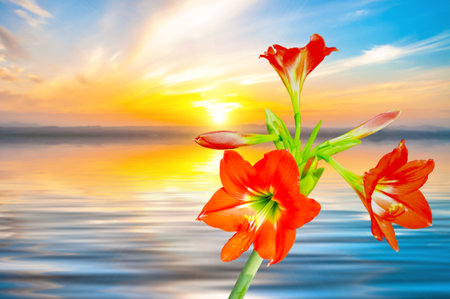 The beautiful of Amaryllis on natural background.の写真素材