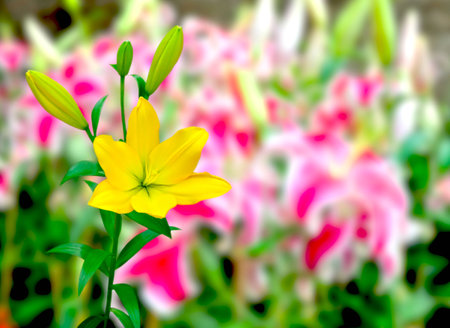 Beautiful of Yellow Lily with nature background.の写真素材