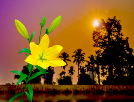 Beautiful of Yellow Lily with nature background.の写真素材