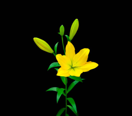 Beautiful of Yellow Lily on black background.の写真素材