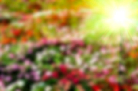 Abstract blurred background colorful floral on natural.の写真素材