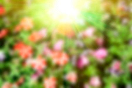 Abstract blurred background colorful floral on natural.の写真素材