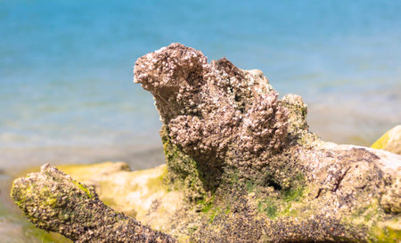 Dried tree root on the beach with seascape backgroundの写真素材