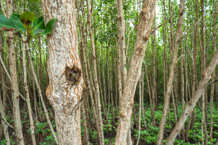 Landscape of Wood  at mangrove forestの写真素材