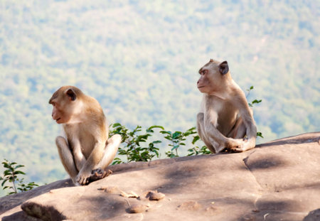 Monkey at Refreshing atmosphere bright dawn on the hilltop