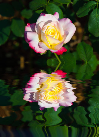 Water Ripple and reflections of Flora on water with beauty natural backgroundの写真素材