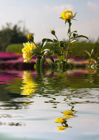 Water Ripple and reflections of Flora on water with beauty natural backgroundの写真素材