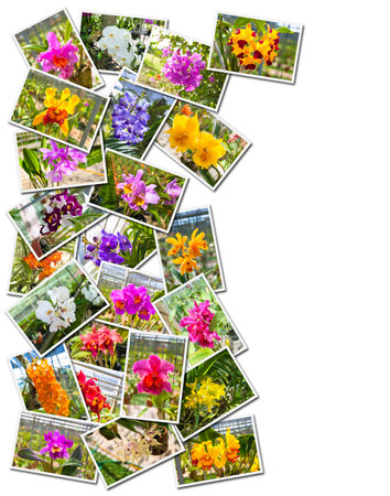 Concept Stack Photographs of Orchids on white backgroundの写真素材