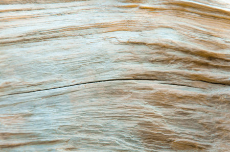 Surface pattern of nature Wood textures background