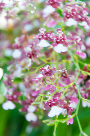 Beauty Colorful Orchids on soft natural backgroundの写真素材