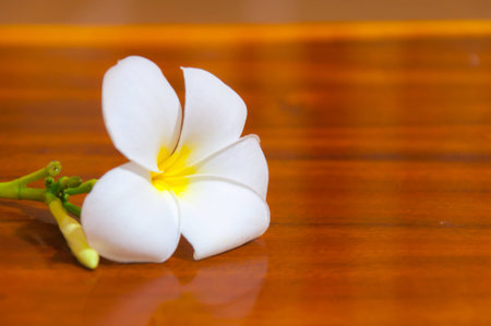 Beauty of White Plumeria Pudica flora on woodの写真素材