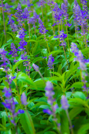 Fresh Lavender Botanical flowers in Gardenの写真素材