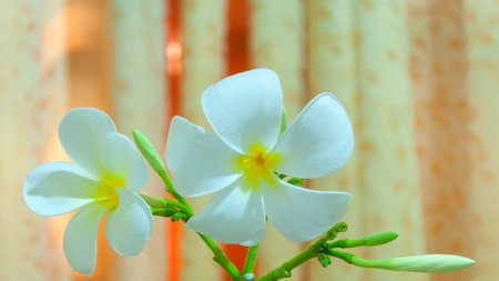 Beauty of White Plumeria Pudica flora in cupの写真素材
