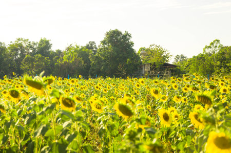 Common Sunflower with colorful on nature backgroundの写真素材