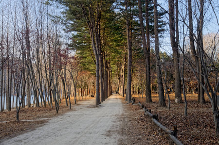 The walkway between the trees on both sides and scenic natural beauty.の写真素材