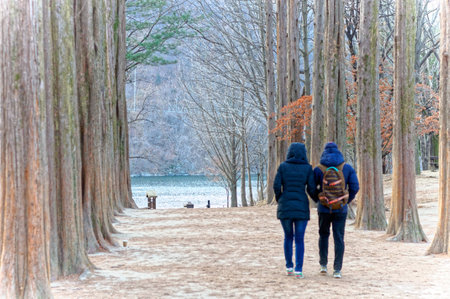 The walkway between the trees on both sides and scenic natural beauty.の写真素材