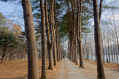 The walkway between the trees on both sides and scenic natural beauty.の写真素材