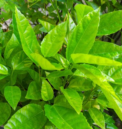 Leaves of Passion Fruit in the garden and nature background.の写真素材