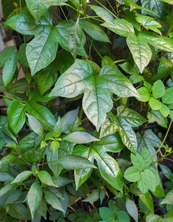 Leaves of Baby jackfruit and drops of water in the garden and nature background.の写真素材