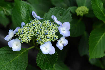 Blue hydrangea during the rainy season in Japanの写真素材