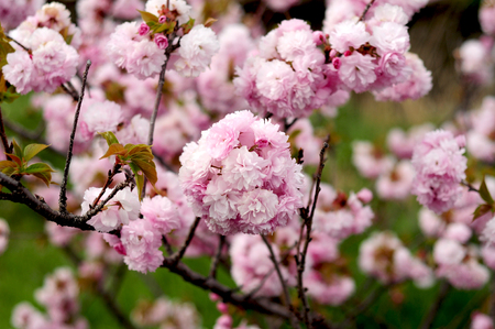 Japanese double cherry blossoms in springの写真素材