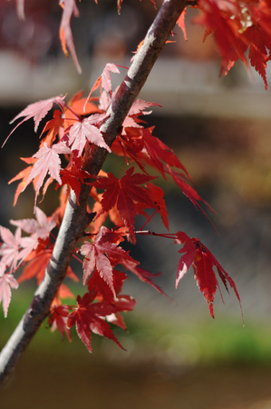 Red maple leaves during autumn foliage in Japanの写真素材