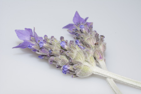 Lavender Flower Isolatedの写真素材