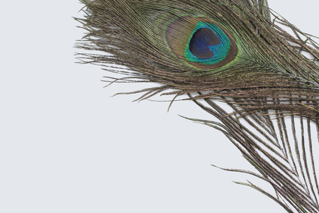 Peacock Feathers Isolatedの写真素材