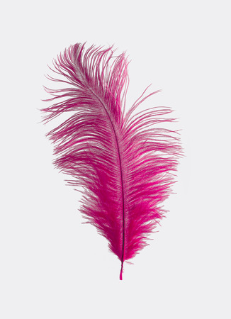 Pink Ostrich Feather Isolatedの写真素材