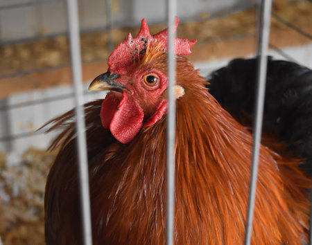 Chicken on display at the county fair