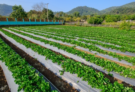 Garden strawberry in north of thailandの写真素材