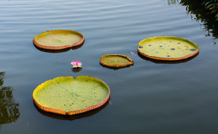Lotus leaf on the water